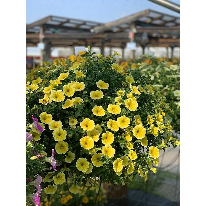 Petunie - Petunia 'Bienen', Topfgröße: 12 cm, Gelb - Stimmungsaufnahme
