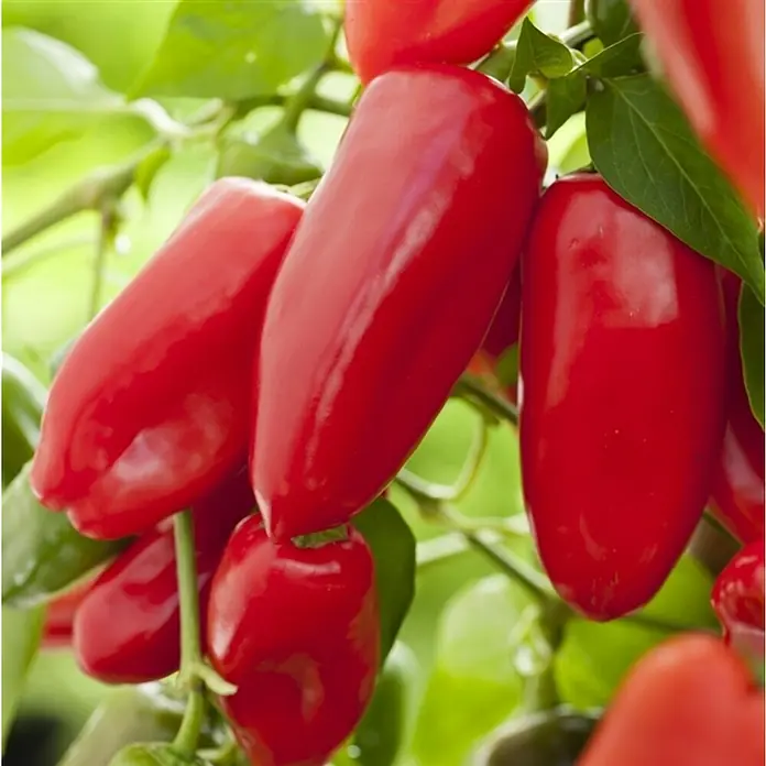 Piardino Paprika - Capsicum annuum 'Lubega', 19 cm, Erntezeit: August - Oktober - Detailaufnahme