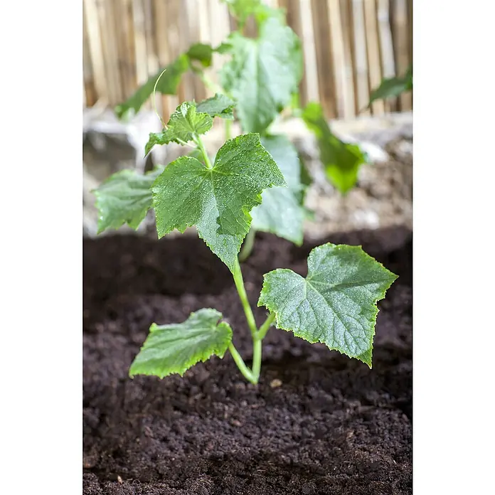 Piardino Gurke Bio - 11 cm, Erntezeit: August - Oktober - Detailaufnahme