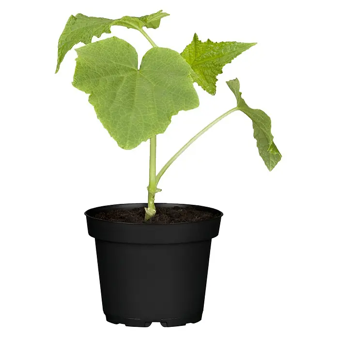 Piardino Gurke Bio - 11 cm, Erntezeit: August - Oktober - Vorderansicht