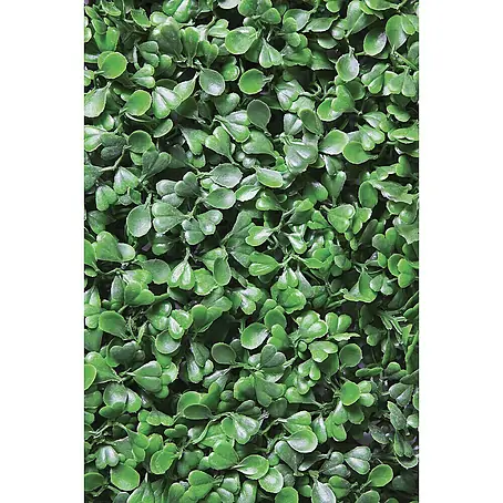 Vertikaler Garten Boxwood