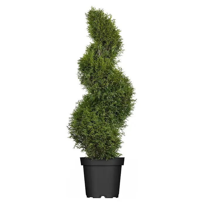 Piardino Lebensbaum Spirale - Thuja occidentalis 'Smaragd', Topfgröße: 33 cm - Vorderansicht