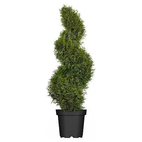 Piardino  Lebensbaum Spirale
