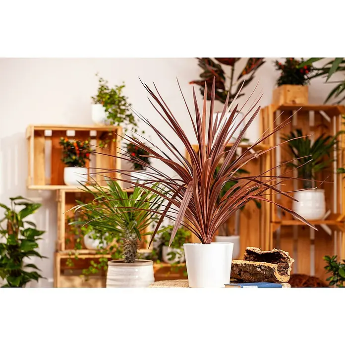 Keulenlilie - Cordyline indivisa, Topfgröße: 21 cm - Stimmungsaufnahme