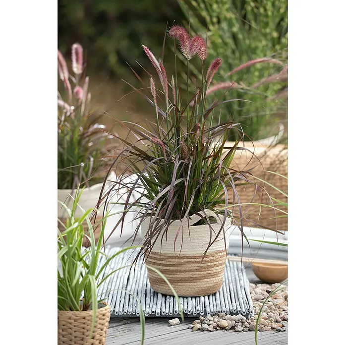 Piardino Federborstengras Federborstengras 'Rubrum' - Pennisetum setaceum 'Rubrum', Topfvolumen: 7,5 l - Stimmungsaufnahme