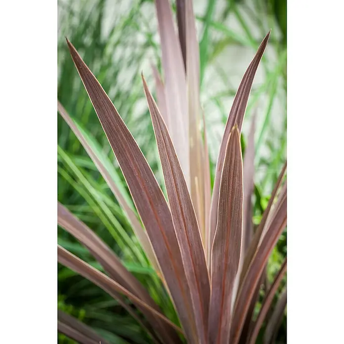 Keulenlilie - Cordyline indivisa, Topfgröße: 21 cm - Detailaufnahme