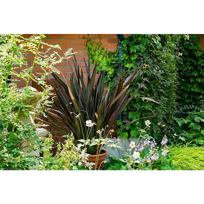 Keulenlilie - Cordyline indivisa, Topfgröße: 21 cm - Stimmungsaufnahme