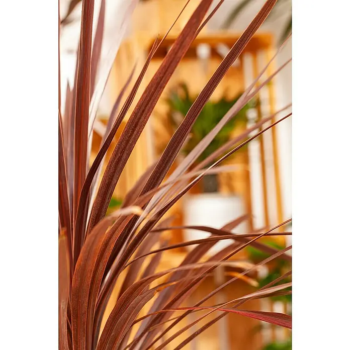 Keulenlilie - Cordyline indivisa, Topfgröße: 21 cm - Detailaufnahme