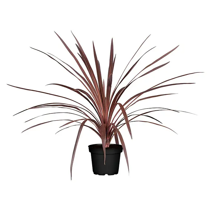 Keulenlilie - Cordyline indivisa, Topfgröße: 21 cm - Vorderansicht
