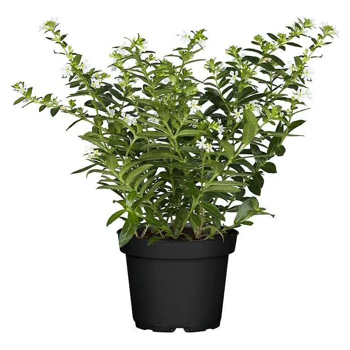 Piardino Köcherblume - Cuphea hyssopifolia, Topfgröße: 11 cm, Weiß - Vorderansicht
