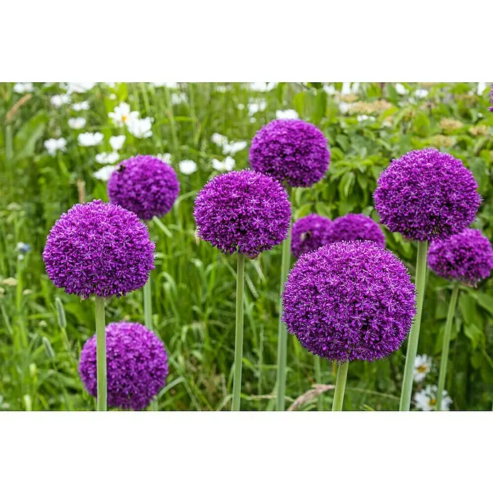 Kiepenkerl Frühlingsblumenzwiebeln Zierlauch Blau & Weiß - Allium, 2 Stk. - Stimmungsaufnahme