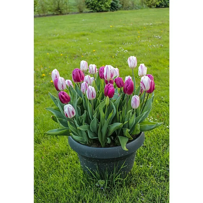 Kiepenkerl Frühlingsblumenzwiebeln Tulpe Gefranster Mix - Tulipa x hybride, 17 Stk. - Stimmungsaufnahme