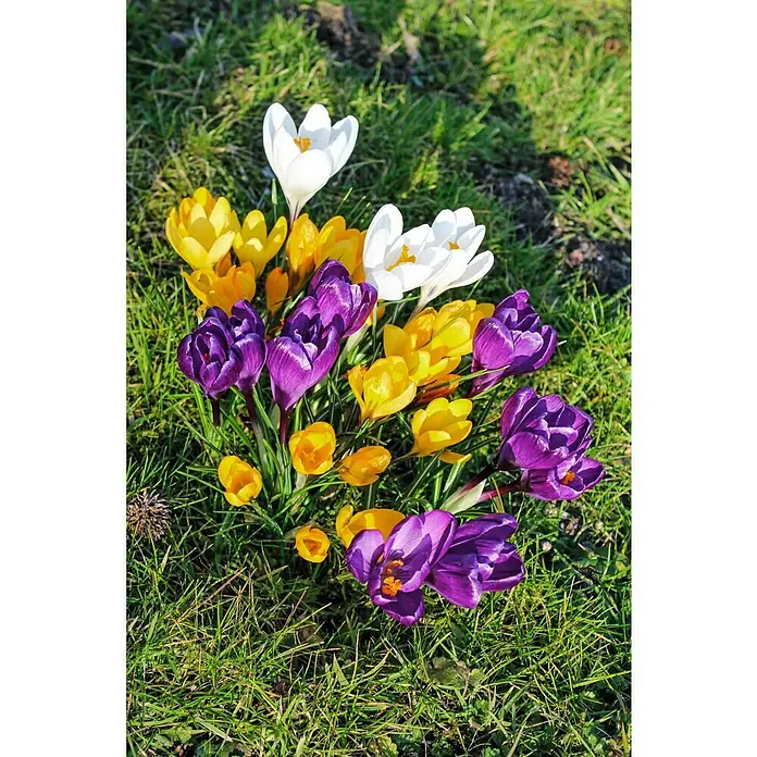 Kiepenkerl Frühlingsblumenzwiebeln Krokus 'Fuscotinctus' - Crocus chrysanthus 'Fuscotinctus', 12 Stk. - Stimmungsaufnahme
