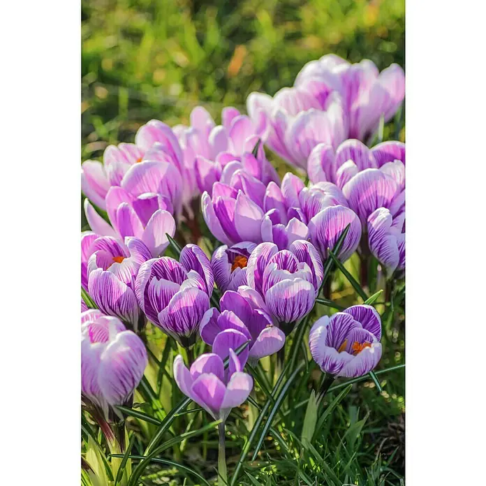Kiepenkerl Frühlingsblumenzwiebeln Krokus 'Fuscotinctus' - Crocus chrysanthus 'Fuscotinctus', 12 Stk. - Stimmungsaufnahme