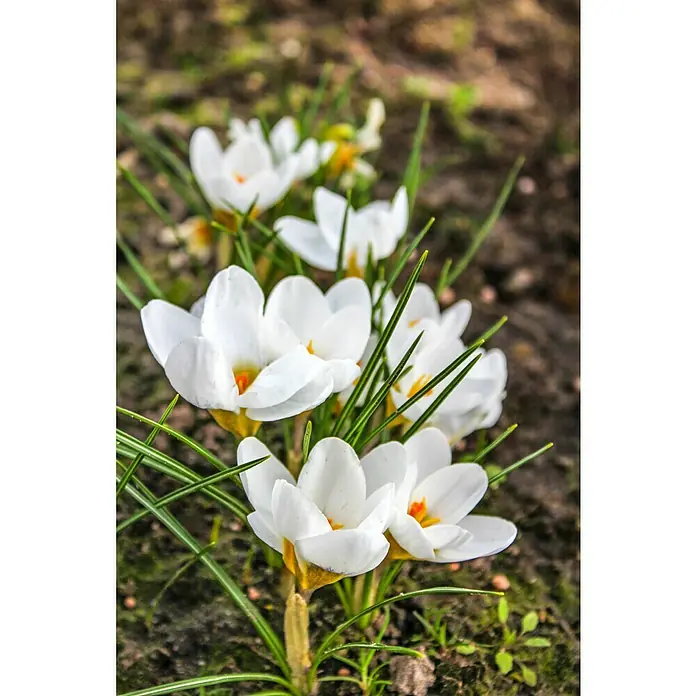 Kiepenkerl Frühlingsblumenzwiebeln Krokus 'Fuscotinctus' - Crocus chrysanthus 'Fuscotinctus', 12 Stk. - Stimmungsaufnahme