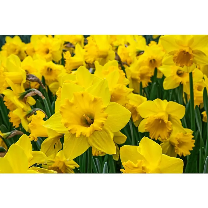 Kiepenkerl Frühlingsblumenzwiebeln Narzisse 'Jetfire' - Narcissus 'Jetfire', 21 Stk. - Detailaufnahme