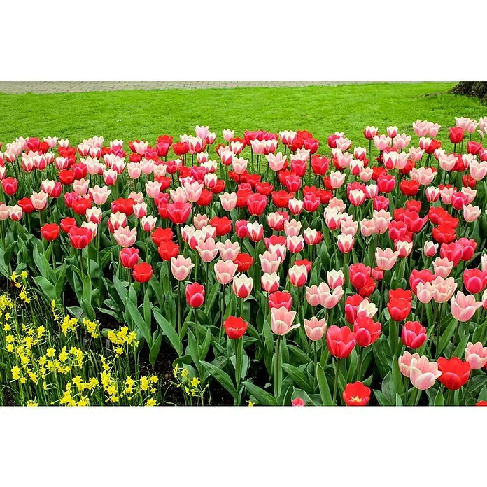 Kiepenkerl Frühlingsblumenzwiebeln Tulpe Gefranster Mix - Tulipa x hybride, 17 Stk. - Stimmungsaufnahme