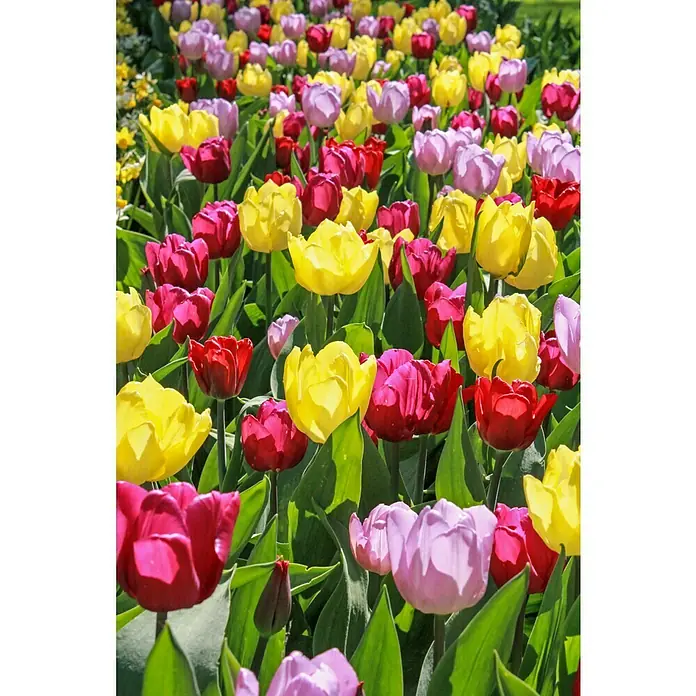Kiepenkerl Frühlingsblumenzwiebeln Tulpe Gefranster Mix - Tulipa x hybride, 17 Stk. - Detailaufnahme