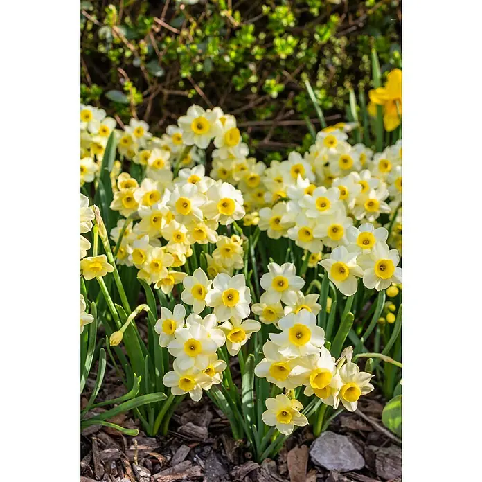Kiepenkerl Frühlingsblumenzwiebeln Narzisse 'Jetfire' - Narcissus 'Jetfire', 21 Stk. - Stimmungsaufnahme