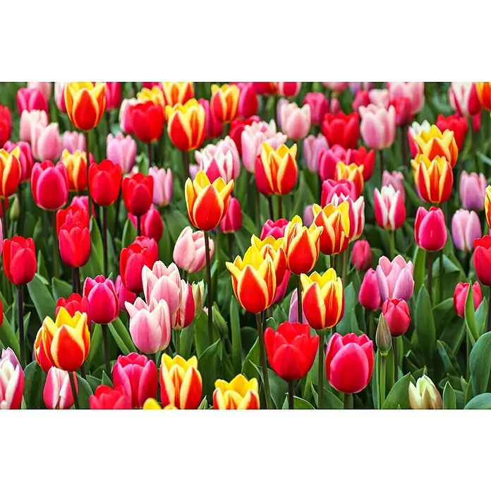 Kiepenkerl Frühlingsblumenzwiebeln Tulpe Gefranster Mix - Tulipa x hybride, 17 Stk. - Detailaufnahme