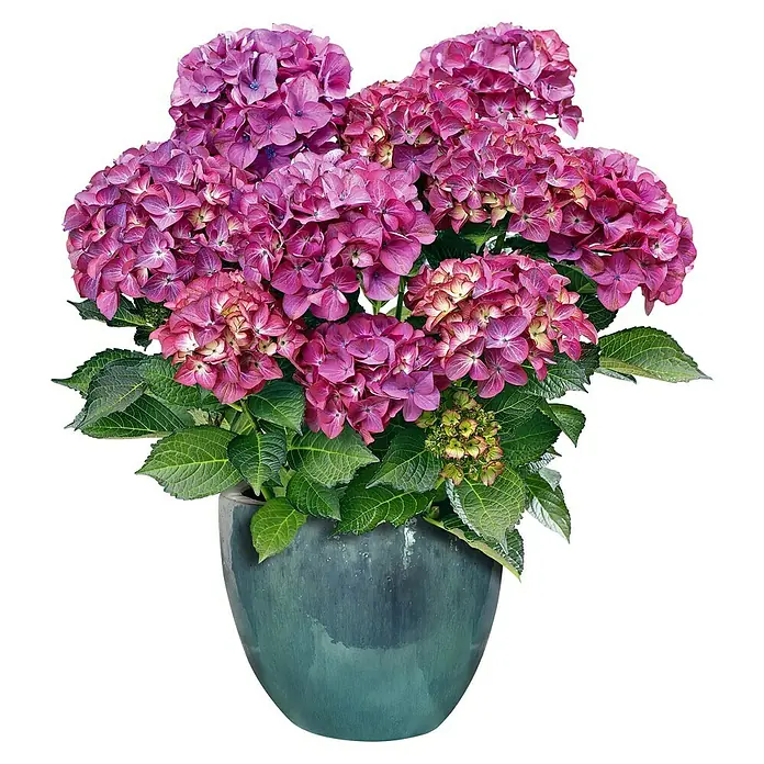 Mega Collections Pflanztopf Korsika - Außenmaß (Ø x H): 23 x 19 cm, Keramik, Grau - Vorderansicht