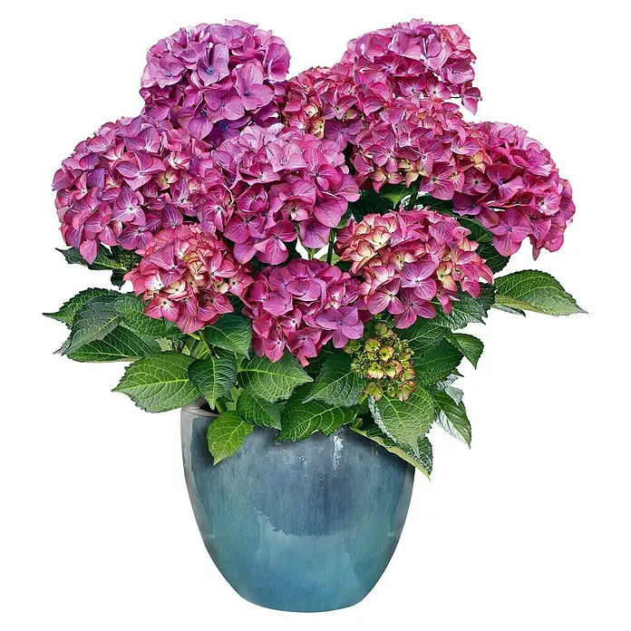 Mega Collections Plantenpot Corsica - Buitenmaat (Ø x h): 23 x 19 cm, Keramiek, Blauw - Vooraanzicht