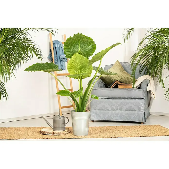 Piardino Elefantenohr - Alocasia zebrina - Stimmungsaufnahme