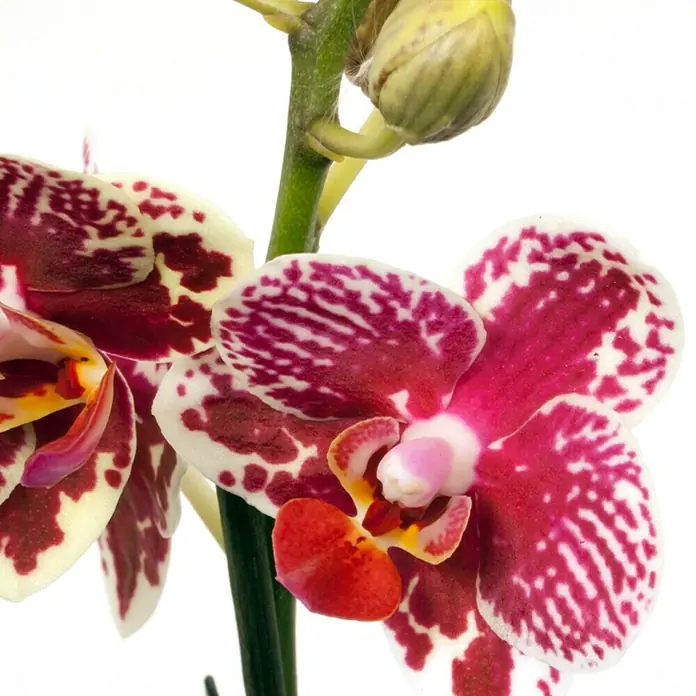 Piardino Schmetterlingsorchidee - Phalaenopsis Hybride Anastasia, Topfgröße: 12 cm, Zweifarbig, Anzahl Triebe: 2 Stk., Aufrecht - Detailaufnahme