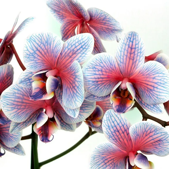 Piardino Schmetterlingsorchidee - Phalaenopsis Hybride, Topfgröße: 12 cm, Blütenfarbe: Pink gefärbt, Anzahl Triebe: 2 Stk., Aufrecht - Detailaufnahme