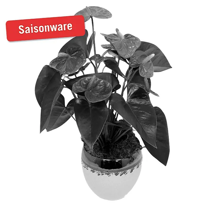 Piardino Flamingoblume - Anthurium x andreanum, Topfgröße: 12 cm, Blütenfarbe: Sortenabhängig - Vorderansicht