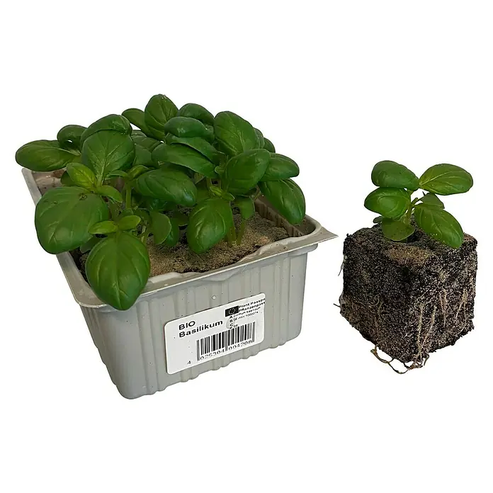 Piardino Basilikum Bio - Ocimum basilicum "Genoveser" - Diagonale Ansicht
