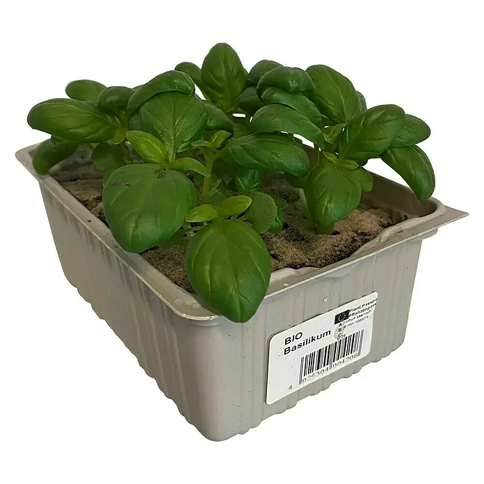 Piardino Basilikum Bio - Ocimum basilicum "Genoveser" - Diagonale Ansicht