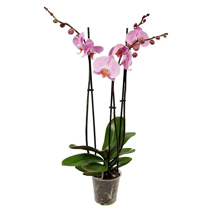 Piardino Orquídea mariposa - Phalaenopsis Hybride, Tamaño de maceta: 12 cm, Lila, Número de brotes: 3 ud., Forma de crecimiento: En posición vertical - Vista frontal