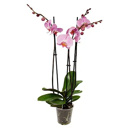 Piardino  Orquídea mariposa