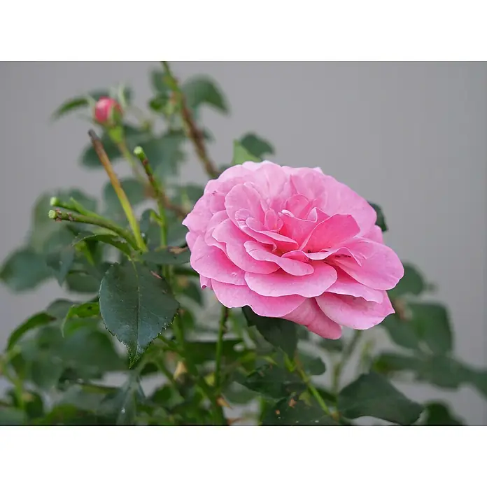 Lucky Plant Pflanzenstärkungsmittel - 200 g - Detailaufnahme