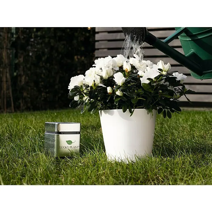 Lucky Plant Pflanzenstärkungsmittel - 400 g - Stimmungsaufnahme