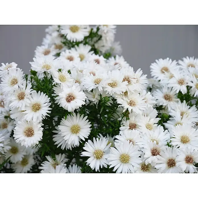Lucky Plant Pflanzenstärkungsmittel - 200 g - Detailaufnahme