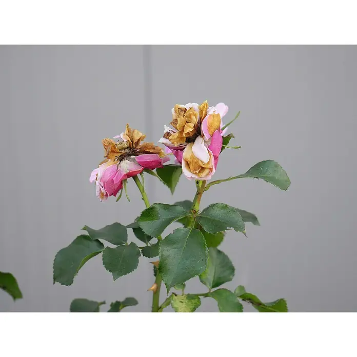 Lucky Plant Pflanzenstärkungsmittel - 200 g - Detailaufnahme