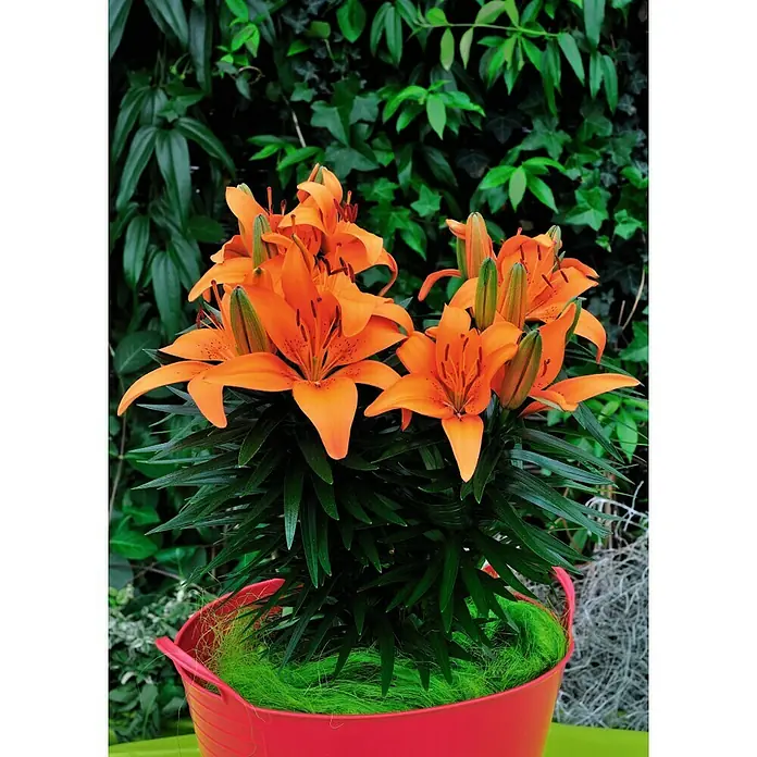 Piardino Lilie - Lilium Oriental 'Stargazer', Blütezeit: August - Oktober, Blütenfarbe: Sortenabhängig - Stimmungsaufnahme