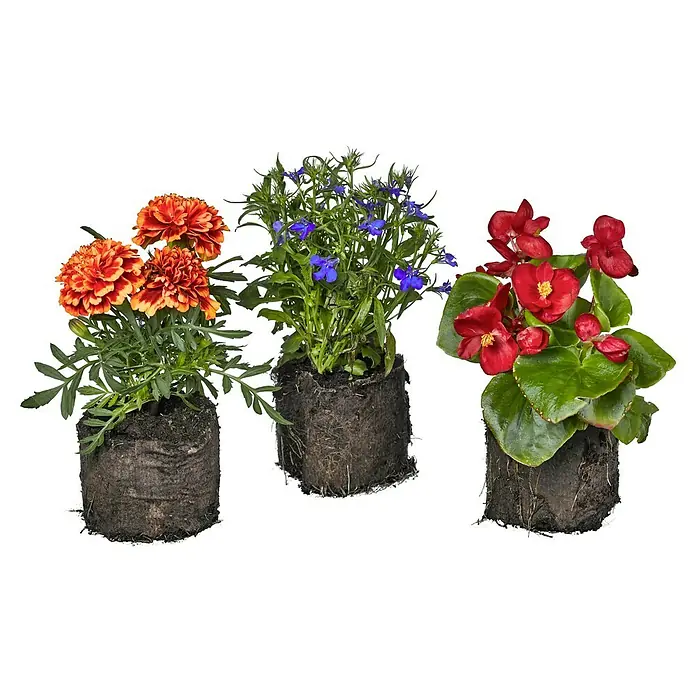 Pflanzen-Mix - Impatiens walleriana, Celosia, Dahlien, Nikotiana, Portulac, Tagetes erecta, Zinnien, Gesamtstückzahl: 6 Stk. - Vorderansicht