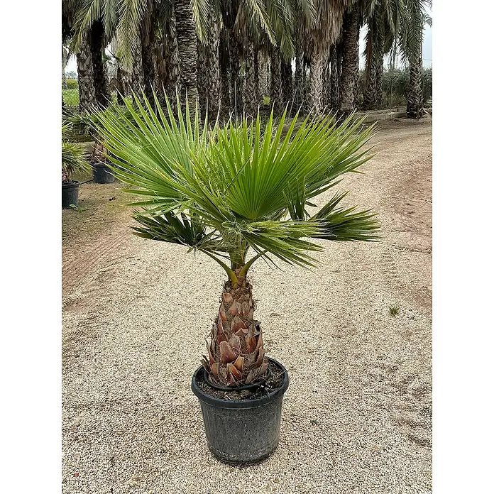 Fächerpalme - Washingtonia robusta, Topfvolumen: 55 l - Stimmungsaufnahme