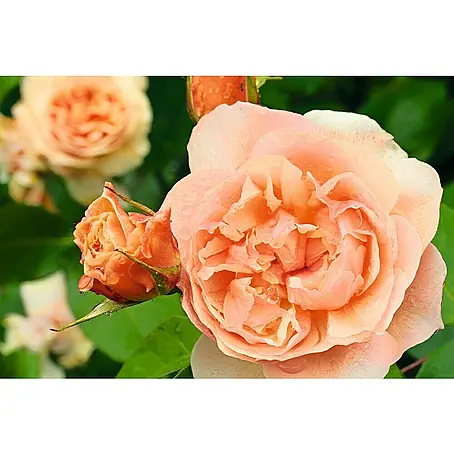 Piardino  Edelrose