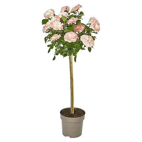 Piardino  Rosenstämmchen