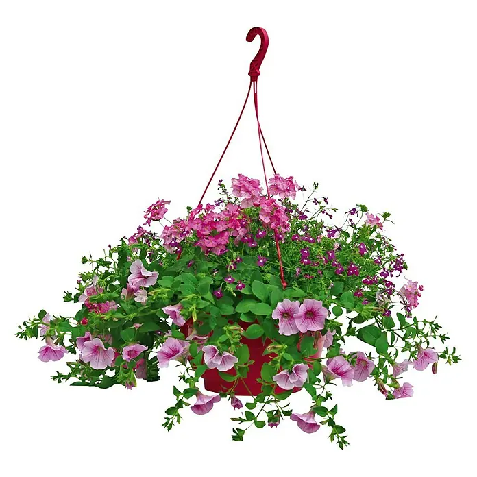Piardino Pflanzen-Mix - Blumenampel, Topfgröße: 25 cm - Vorderansicht