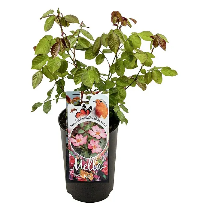Piardino Beetrose Mella - Rosa 'Mella', Topfgröße: 23 cm, Rosa - Vorderansicht