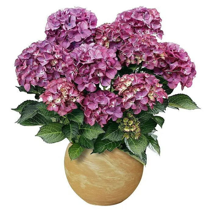 Pflanztopf Luna - Außenmaß (Ø x H): 26 x 19,1 cm, Naturmaterialien, Terracotta - Vorderansicht