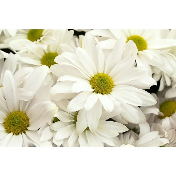 Piardino Herbst-Chrysantheme - Chrysanthemum indicum Hybride, Topfgröße: 19 cm, Sortenabhängig - Stimmungsaufnahme