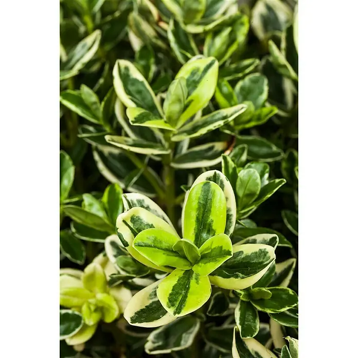 Piardino Spindelstrauch - Euonymus japonicus, Artenabhängig - Detailaufnahme