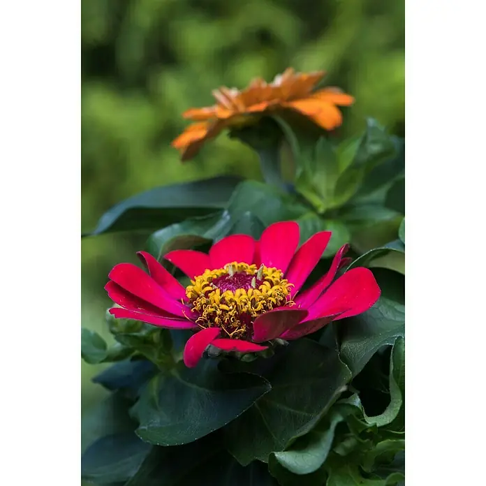 Piardino Zinnia - Zinnia profussion, Tamaño de maceta: 13 cm, En función de la variedad - Primer plano
