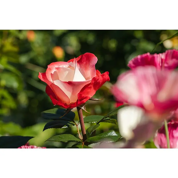 Piardino Edelrose 'Nostalgie'® - Rosa 'Nostalgie', Blütenfarbe: Weiß/Rot - Detailaufnahme